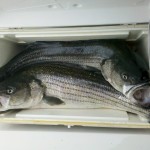striper cooler