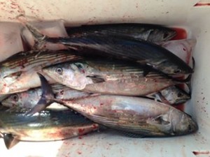 bonito