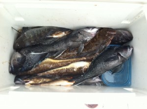 fluke seabass ling