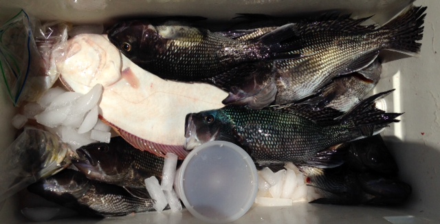seabass