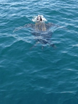 Turtle